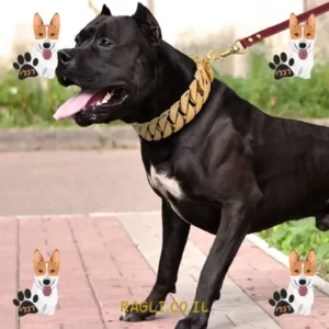 קולר זהב לכלב