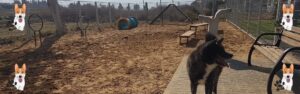 גינת כלבים גן הציונות קרית אתא